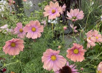 Cosmos bipinnatus 'Apricotta' - medium image 1