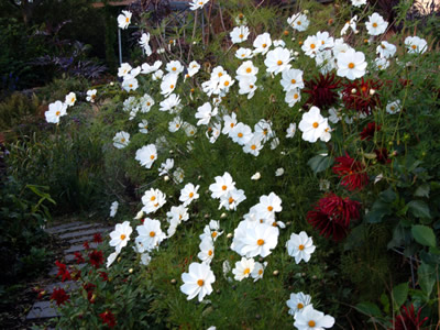 Cosmos bipinnatus 'Purity' - medium image 1