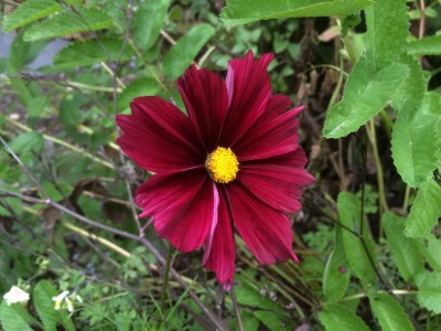 Cosmos bipinnatus 'Rubenza' - medium image 1