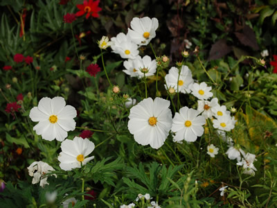 Cosmos bipinnatus 'Sonata' - medium image 1