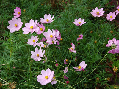Cosmos peucedanifolius - medium image 1