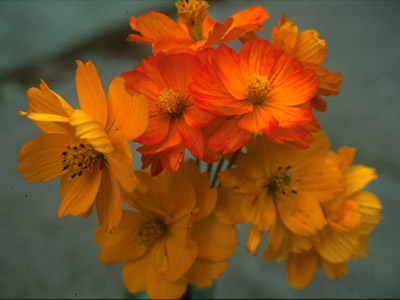 Cosmos sulphureus 'Bright Lights' - medium image 1