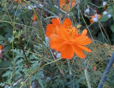 Cosmos sulphureus 'Diablo' - medium image 1