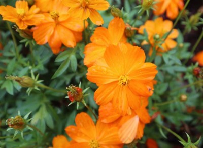 Cosmos sulphureus 'Mandarin' - medium image 1