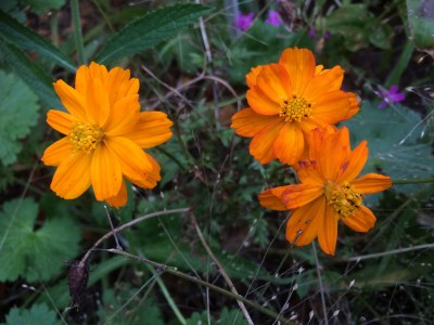 Cosmos sulphureus 'Sunset Orange' - medium image 1