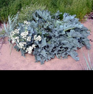 Crambe maritima - medium image 1