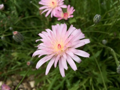 Crepis incana - medium image 1