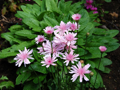 Crepis rubra - medium image 1