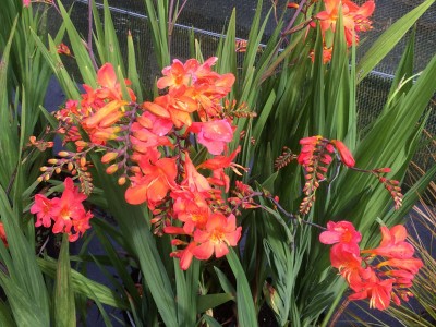 Crocosmia 'Limpopo' - medium image 1