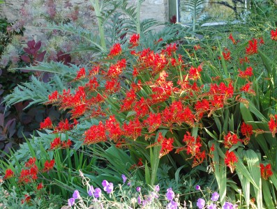 Crocosmia 'Lucifer' - medium image 1