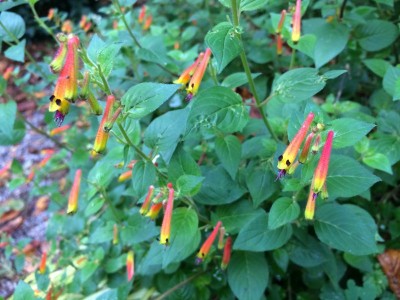 Cuphea cyanea - medium image 1