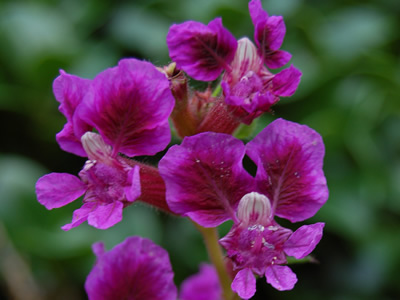 Cuphea viscossisima - medium image 1
