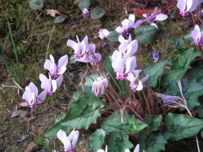 Cyclamen hederifolium AGM - medium image 1