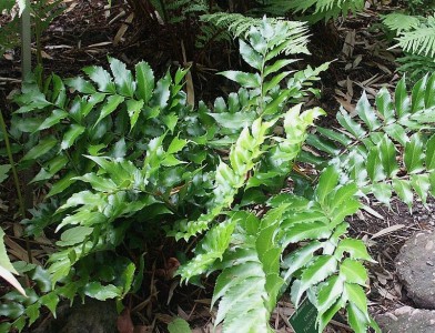 Cyrtomium falcatum AGM - medium image 1