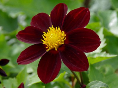 Dahlia 'Black Beauty' - medium image 1
