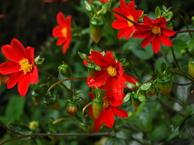 Dahlia coccinea - medium image 1