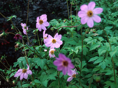 Dahlia merckii - medium image 1