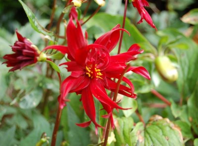 Dahlia 'Ragged Robin' - medium image 1