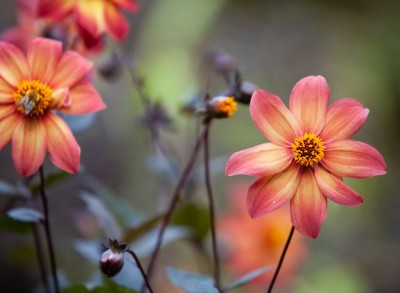 Dahlia 'Schipper's Bronze' - medium image 1