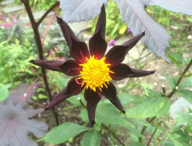 Dahlia 'Verrone's Obsidian' - medium image 1