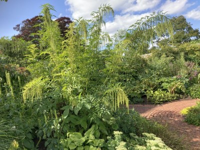 Datisca cannabina - medium image 1
