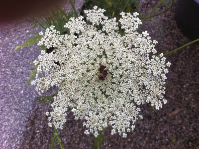 Daucus carota - medium image 1