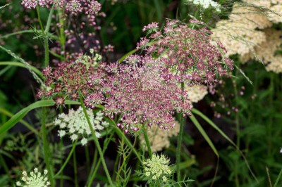 Daucus carota 'Dara' - medium image 1