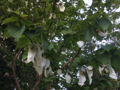 Davidia involucrata AGM - medium image 1