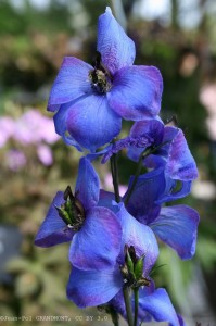 Delphinium elatum - medium image 1
