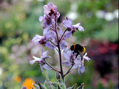 Delphinium requienii - medium image 1