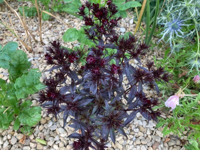 Dianthus barbatus 'Nigrescens' - medium image 1