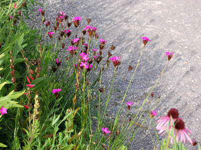 Dianthus carthusianorum - medium image 1