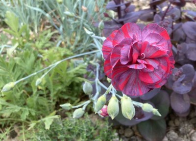 Dianthus 'Chomley Ferran' - medium image 1