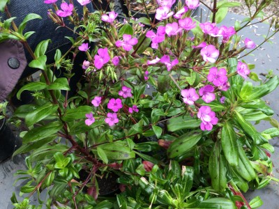 Dianthus japonicus - medium image 1