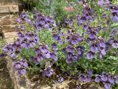 Diascia 'Blue Bonnet' - medium image 1