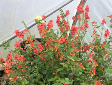 Diascia personata 'Coral Spires' - medium image 1