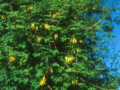 Dicentra scandens - medium image 1
