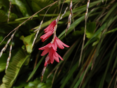 Dierama igneum - medium image 1