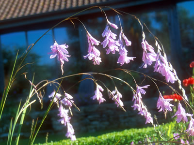 Dierama pulcherrimum - medium image 1