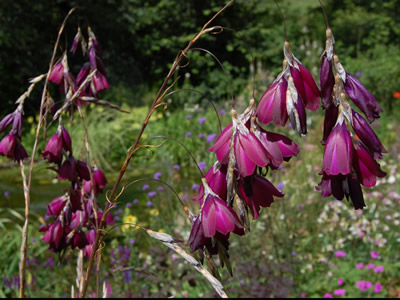 Dierama pulcherrimum ex purple - medium image 1