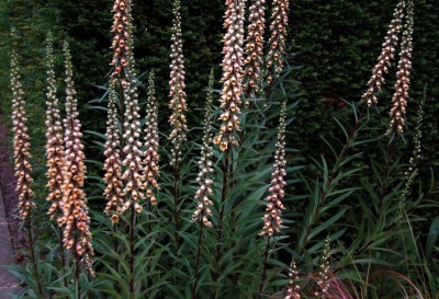 Digitalis ferruginea 'Gigantea' AGM - medium image 1