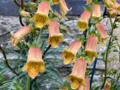 Digitalis obscura AGM - medium image 1