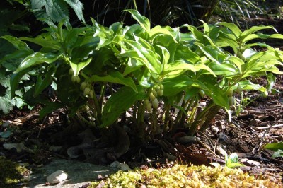 Disporopsis undulata - medium image 1