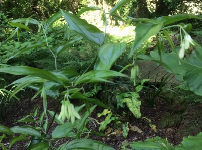 Disporum cantoniense - medium image 1