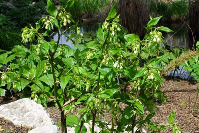 Disporum trabeculatum - medium image 1