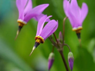 Dodecatheon meadia AGM - medium image 1