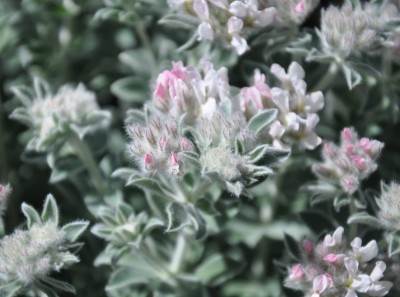 Dorycnium hirsutum - medium image 1