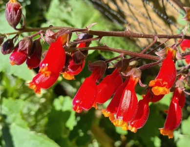 Eccremocarpus scaber red - medium image 1