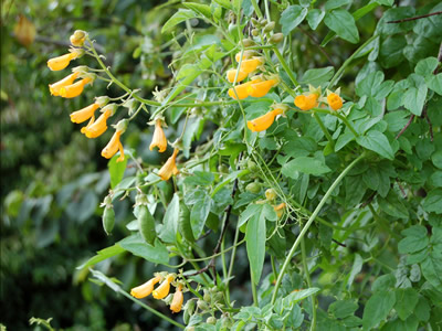Eccremocarpus scaber 'Tangerine' - medium image 1