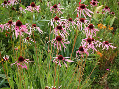 Echinacea pallida - medium image 1